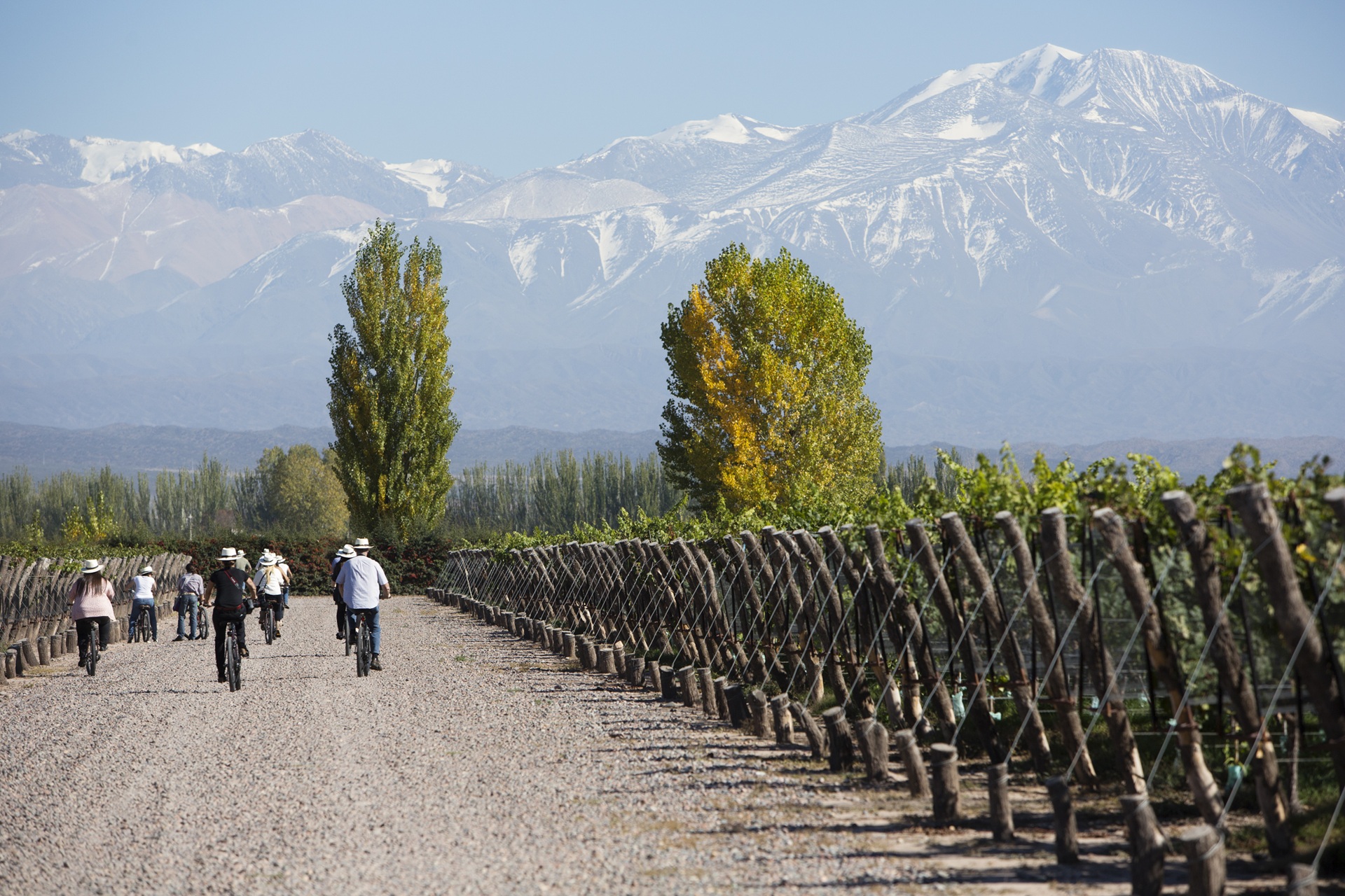 Viñedos de Mendoza con la cordillera de los Andes al fondo